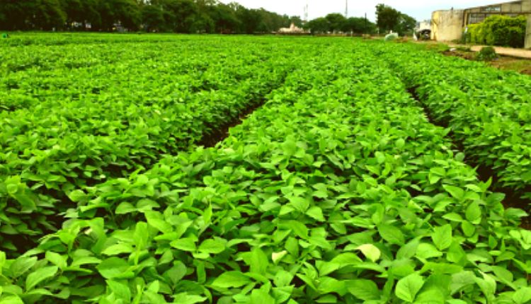 सोयाबीन की फसल के कीट soybean farming insects and pests