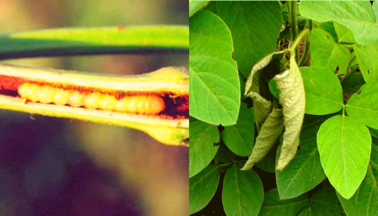 सोयाबीन की फसल के कीट soybean farming insects and pests girdle beetle insect