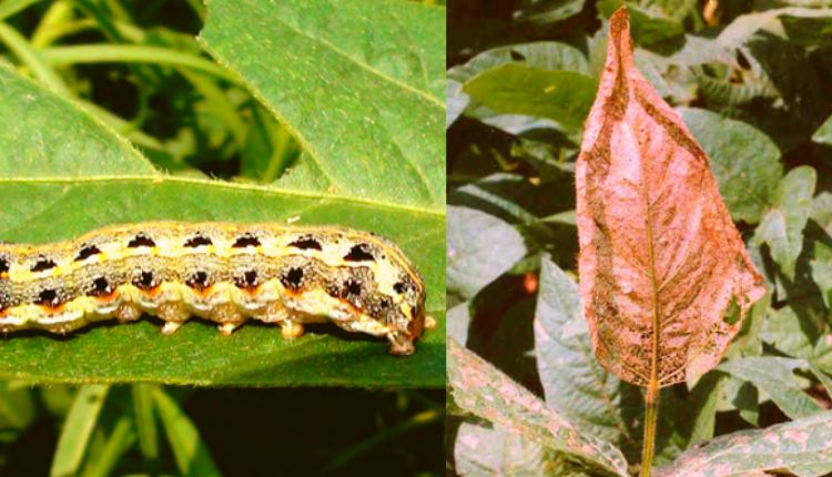 सोयाबीन की फसल के कीट soybean farming insects and pests girdle beetle insect
