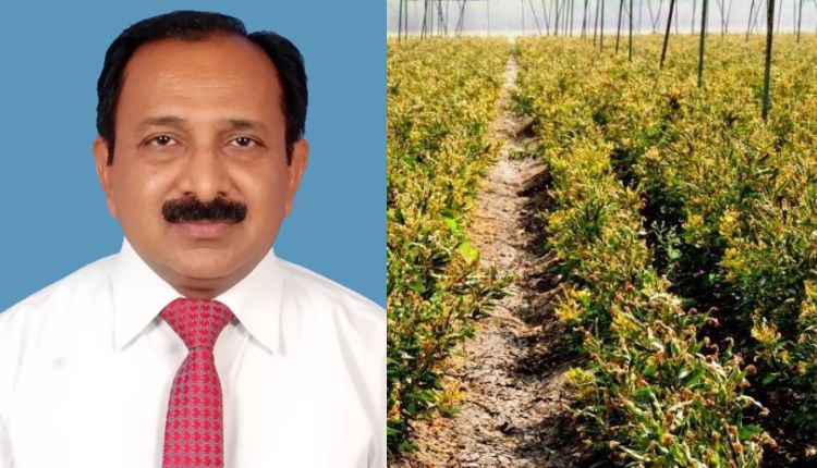 अरहर की फसल arhar ki kheti pest management in arhar pigeon pea