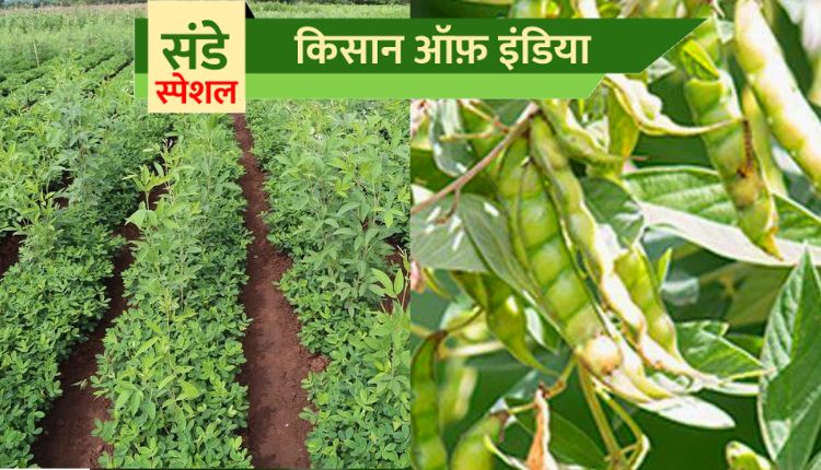 अरहर की खेती arhar ki kheti pigeon pea farming