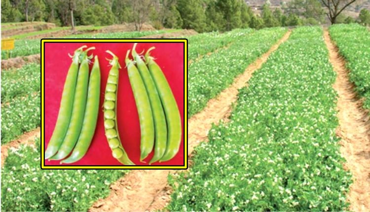 मटर की उन्नत किस्म pea farming pea varieties