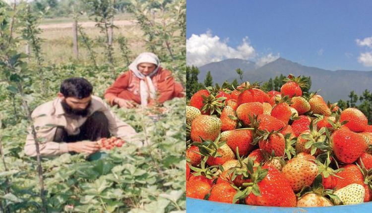 बागवानी मिशन स्ट्रॉबेरी की खेती horticulture mission strawberry farming