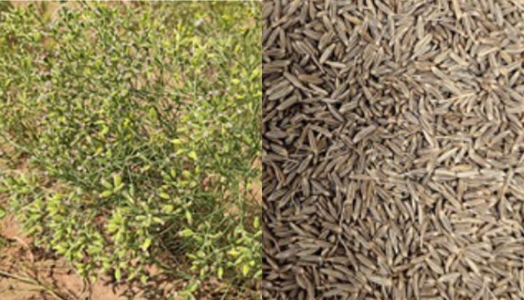 जीरे की उन्नत किस्मों cumin varieties