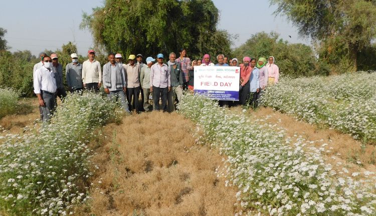 जीरे की उन्नत किस्मों cumin varieties