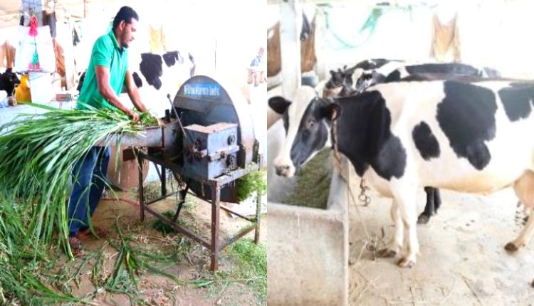 डेयरी व्यवसाय dairy farming business