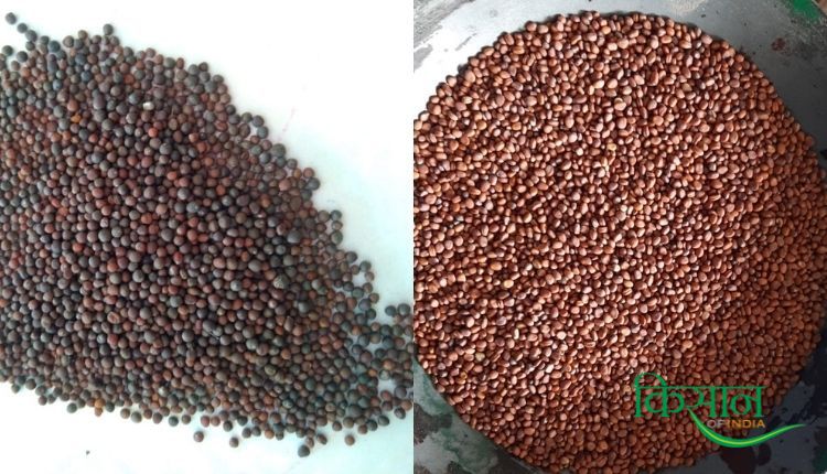 बीज उत्पादन हरजीत सिंह ग्रेवाल (seed production harjeet singh grewal)