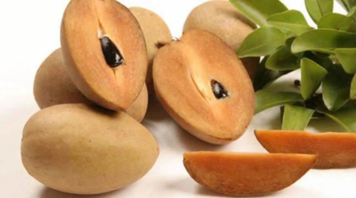 चीकू की खेती sapota cultivation chiku farming