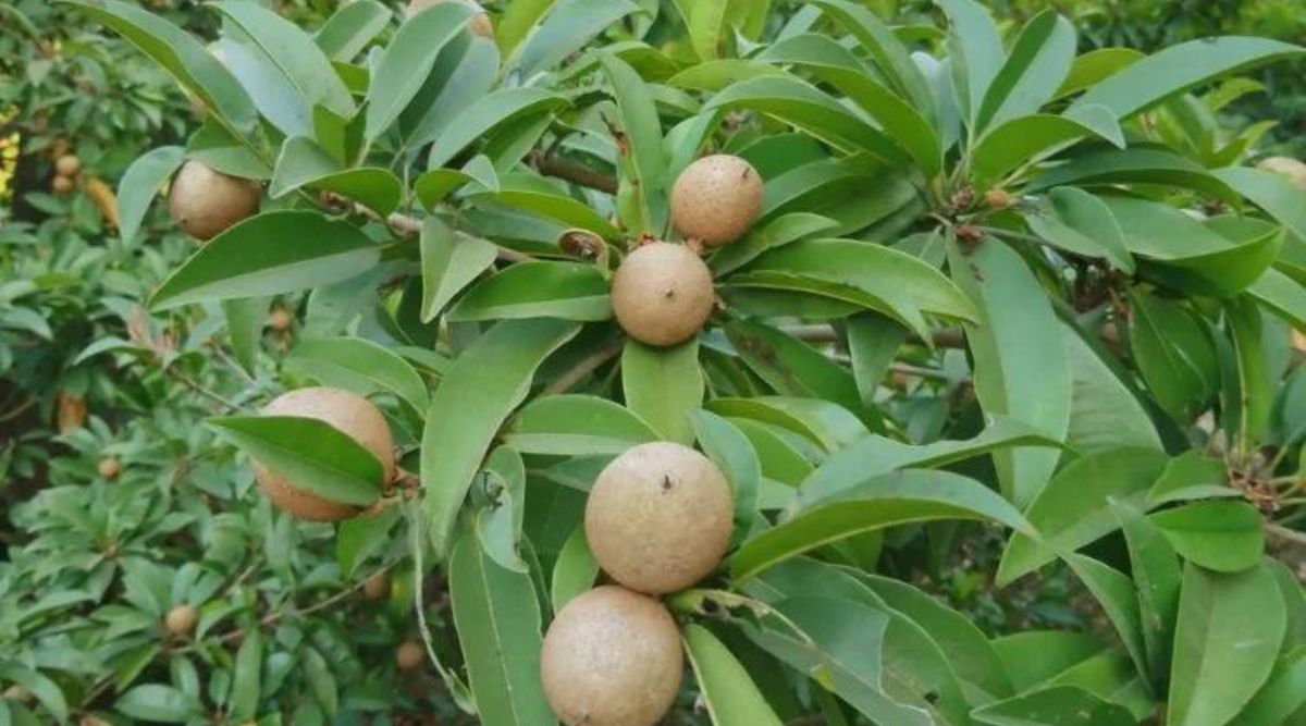 चीकू की खेती sapota cultivation chiku farming