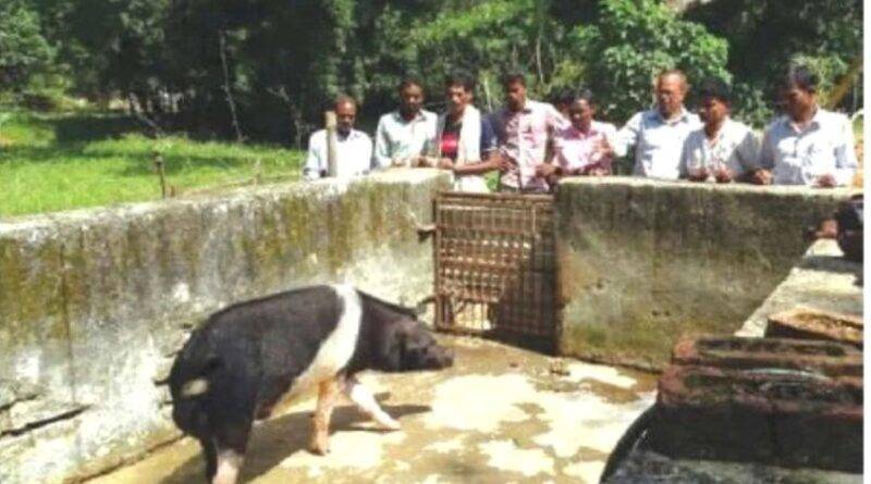 सूअर पालन pig farming