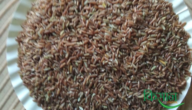 Coloured Rice Cultivation बीज उत्पादन