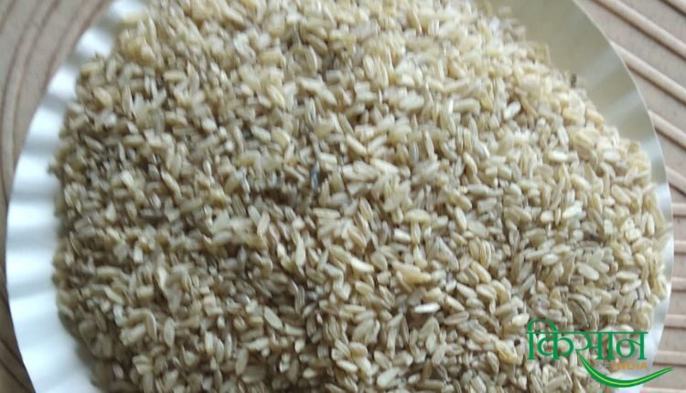 Coloured Rice Cultivation बीज उत्पादन