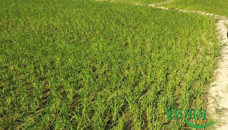 Coloured Rice Cultivation बीज उत्पादन