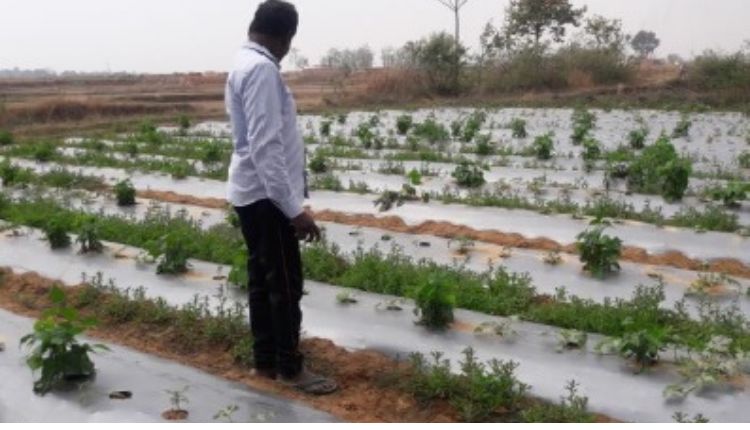 सब्जियों की खेती vegetable farming