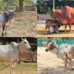 देसी गाय 1 Top 10 Desi Cow Breeds In India