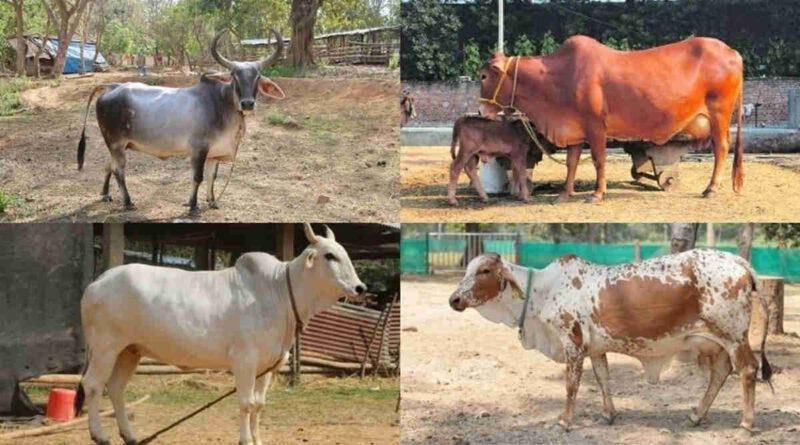 देसी गाय 1 Top 10 Desi Cow Breeds In India