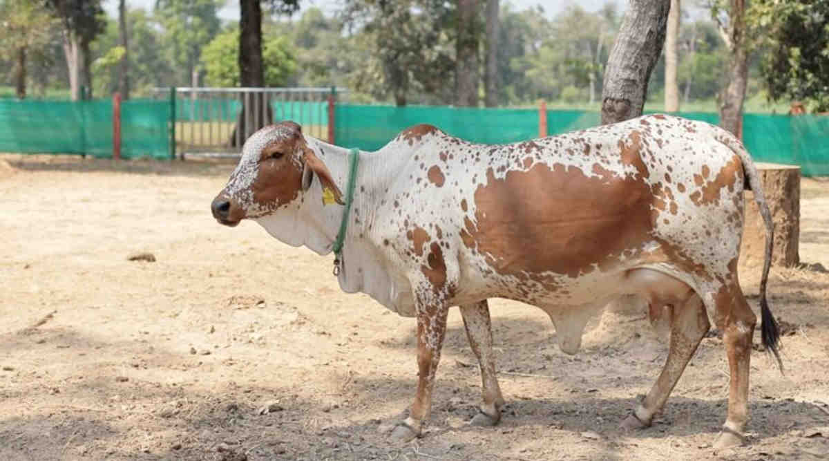 देसी गाय राठी (desi cow rathi)