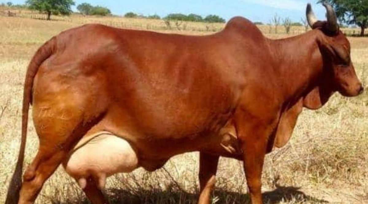 देसी गाय 5