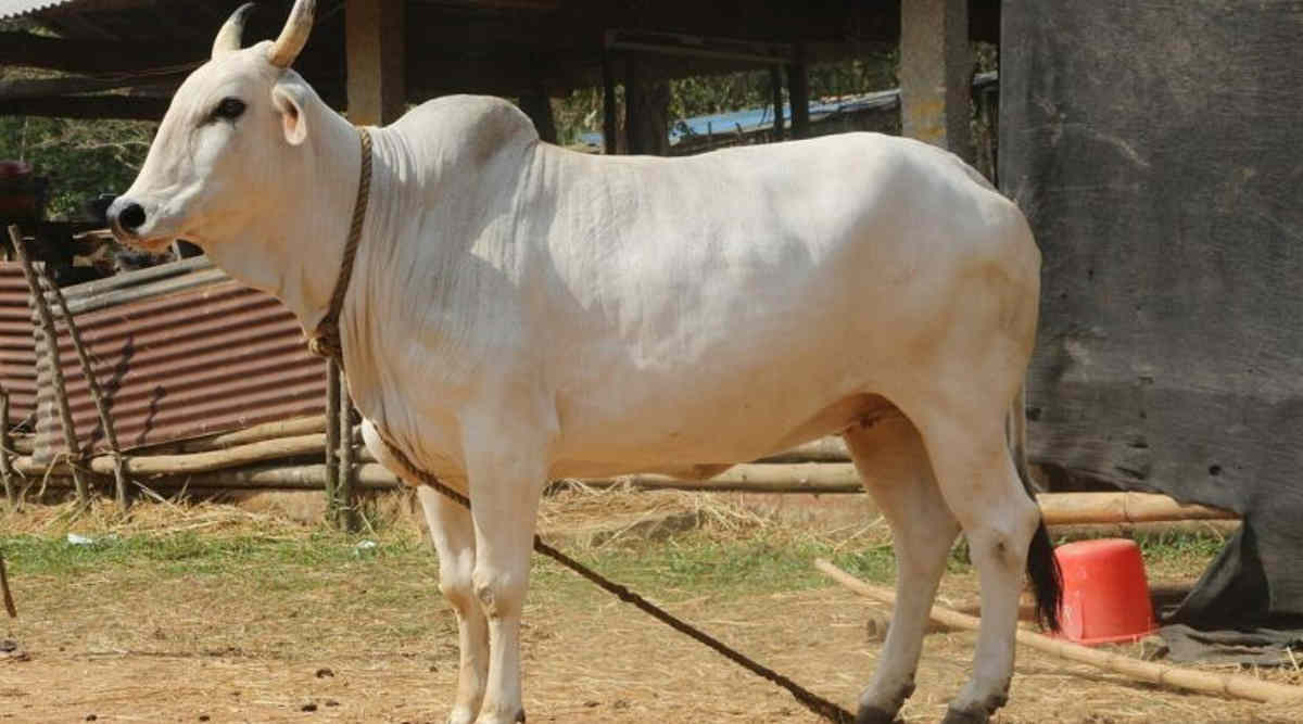 देसी गाय (desi cow Hariana Cow)