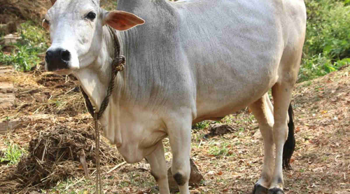 Krishna Valley desi cow breed (देसी गाय नस्ल)