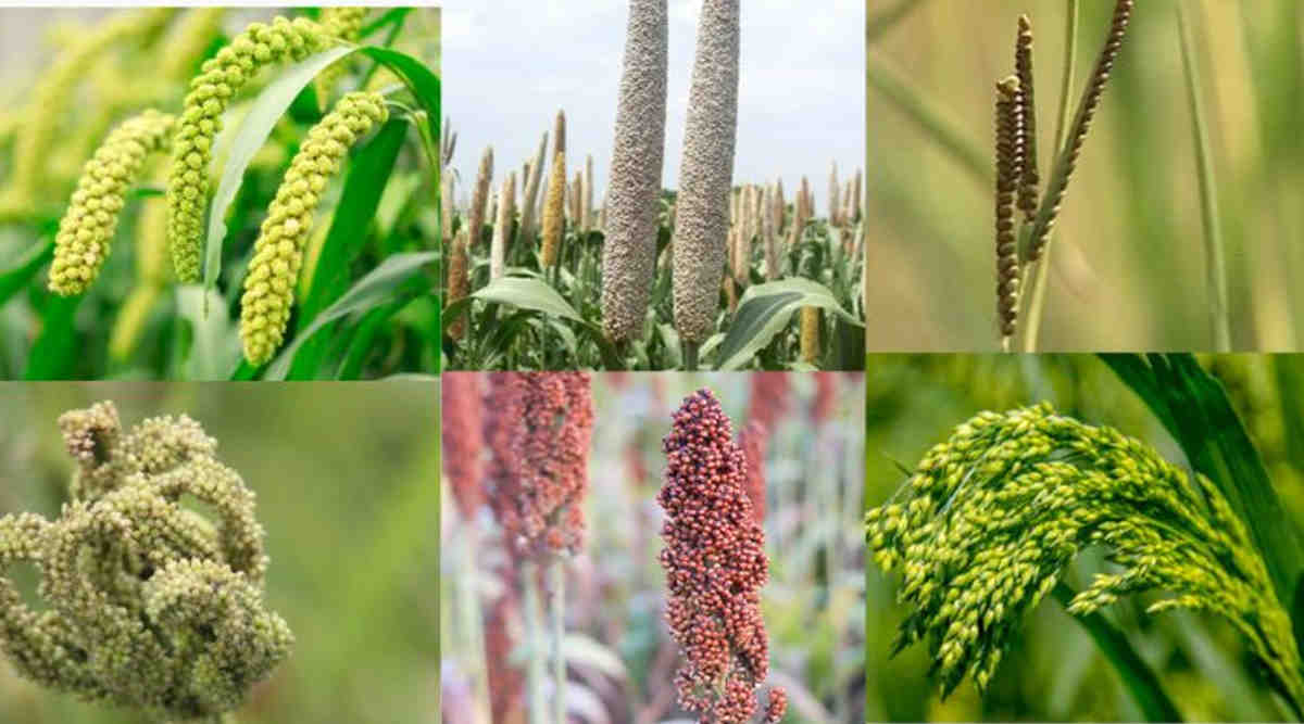 Millets Farming: मोटे अनाज की खेती के ज़रिये करें जलवायु परिवर्तन की चुनौतियों का मुक़ाबला