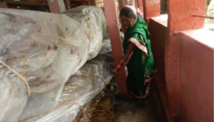 मशरूम उत्पादन mushroom farming