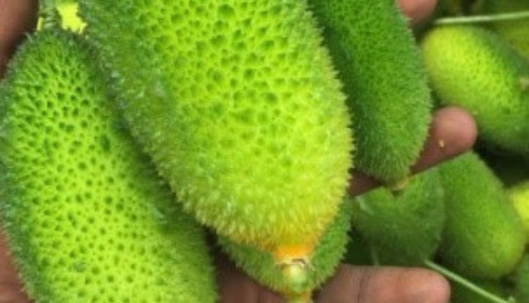 Teasel Gourd: छोटी जोत में कंटोला की खेती के लिए उन्नत है ये किस्म, इन किसानों की आमदनी में हुआ इज़ाफ़ा