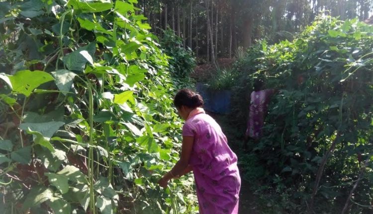 लंबी लोबिया की खेती Yard Long Bean