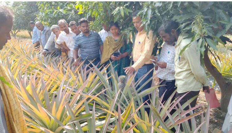 किसान संग्राम प्रधान ने आम के साथ अनानास की खेती का Intercropping मॉडल अपनाया, उन्नत तकनीकों का इस्तेमाल