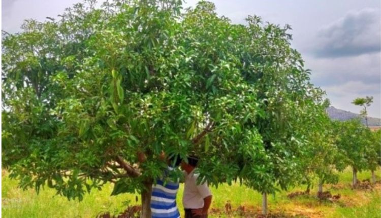  mango cultivation