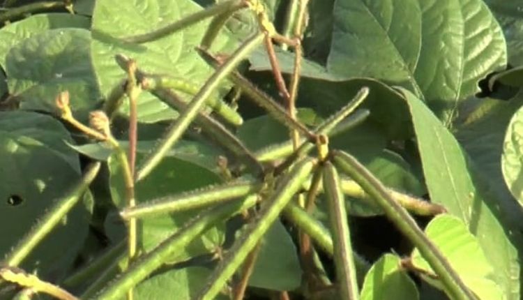 moong seed