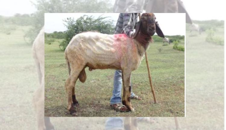 भेड़ पालन sheep rearing
