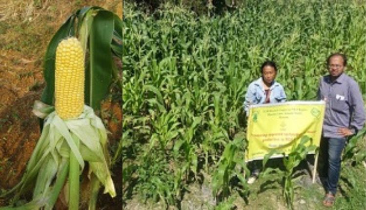 sweet corn