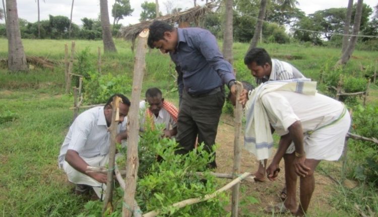 अनार की फसल पर लगने वाले बैक्टीरियल ब्लाइट रोग का ऐसे किया प्रबंधन, अनार उत्पादकों की बढ़ी आमदनी