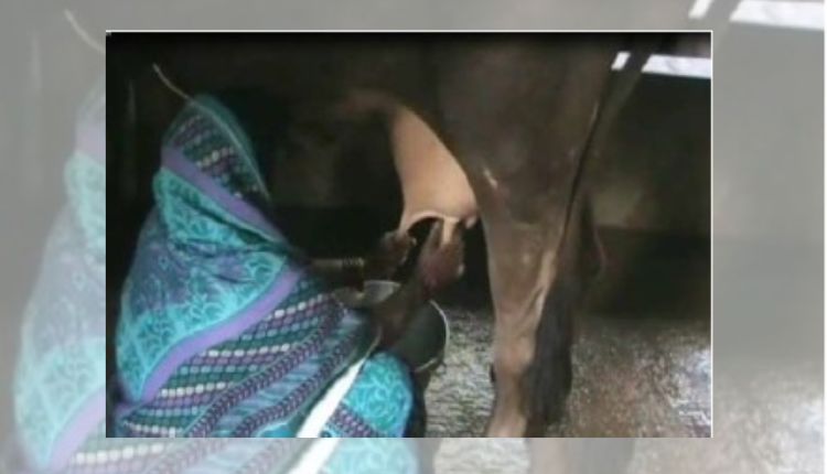 डेयरी व्यवसाय woman dairy farmer odisha