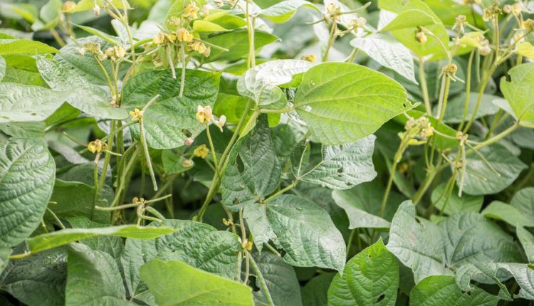 mung bean seed production बीज उत्पादन