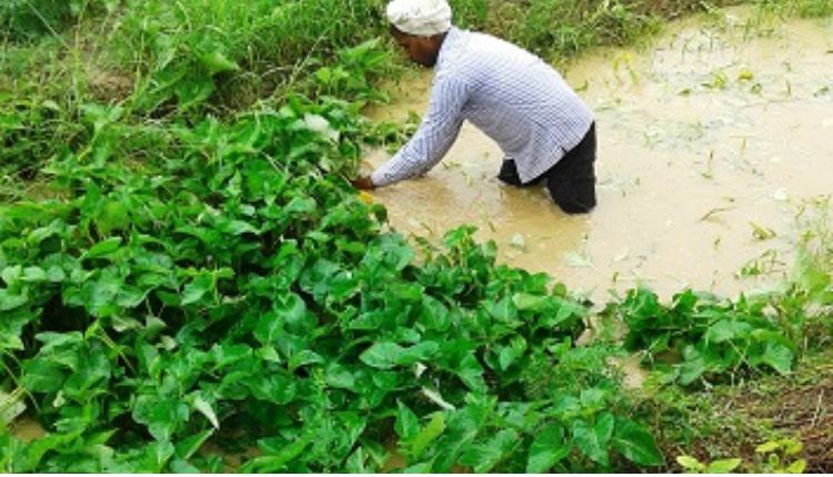 नारी साग की फसल naari saag ki kheti