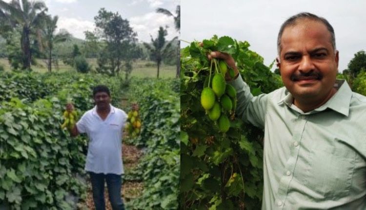 Teasel Gourd: छोटी जोत में कंटोला की खेती के लिए उन्नत है ये किस्म, इन किसानों की आमदनी में हुआ इज़ाफ़ा