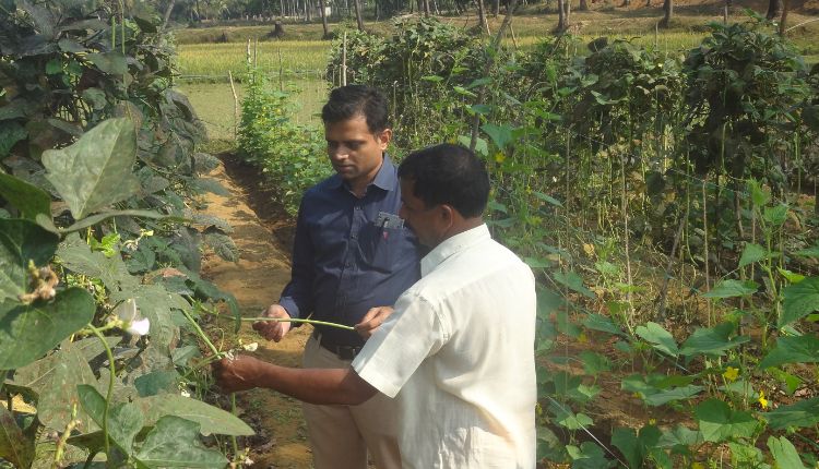 लंबी लोबिया की खेती Yard Long Bean