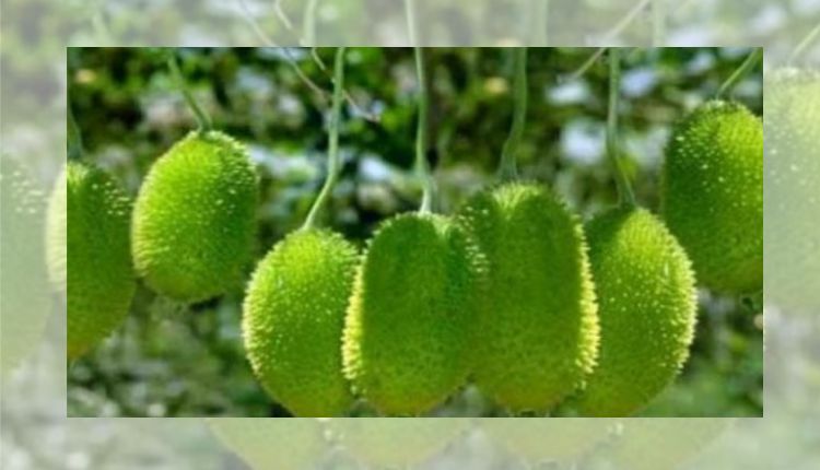 Teasel Gourd: कंटोला की खेती अतिरिक्त कमाई का बेहतरीन ज़रिया, जानिए कहाँ से मिलेंगे कंटोला के बीज और कैसे करें खेती