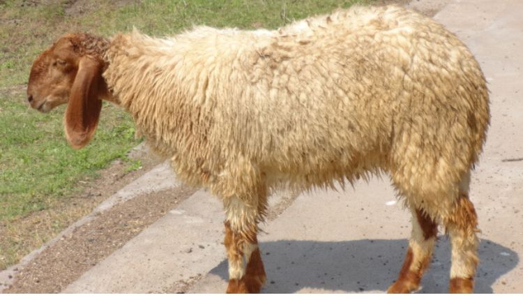 भेड़ पालन sheep rearing