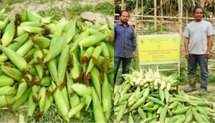 स्वीट कॉर्न की खेती में उन्नत किस्म और तकनीक का इस्तेमाल, पढ़िए मिज़ोरम के इन किसानों की कहानी