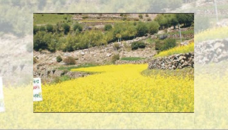 Toria Crop तोरिया की खेती