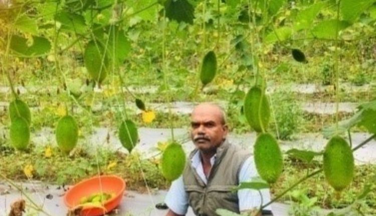 Teasel Gourd: छोटी जोत में कंटोला की खेती के लिए उन्नत है ये किस्म, इन किसानों की आमदनी में हुआ इज़ाफ़ा