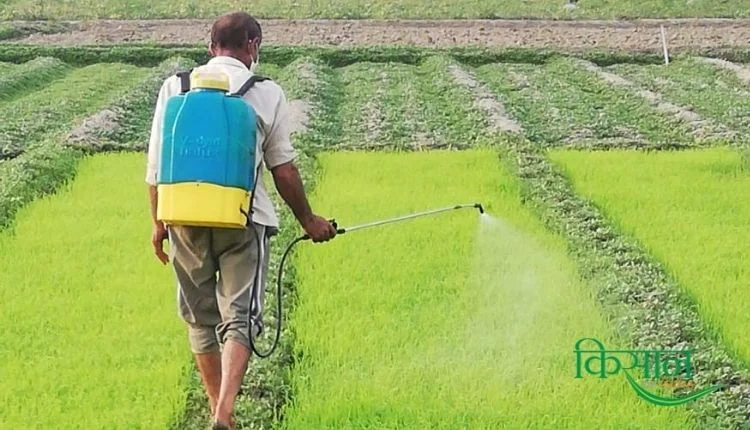 धान की खेती paddy farming