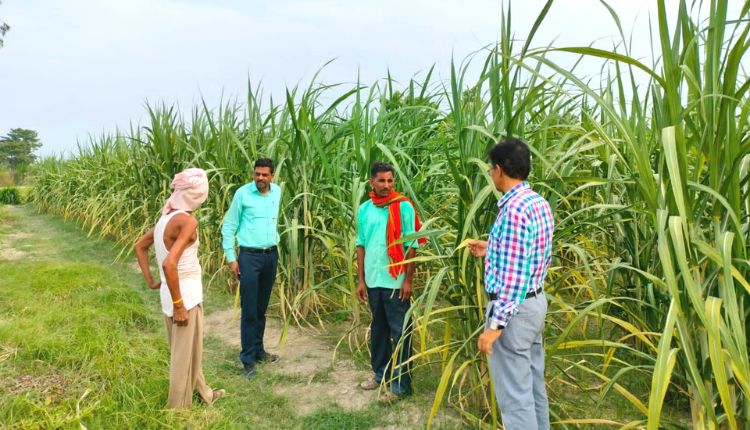 गन्ने की फसल crop management in sugarcane