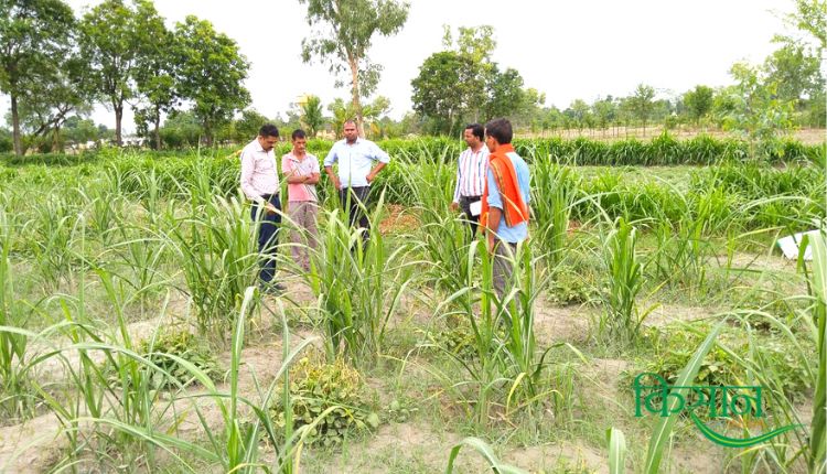 गन्ने की फसल crop management in sugarcane