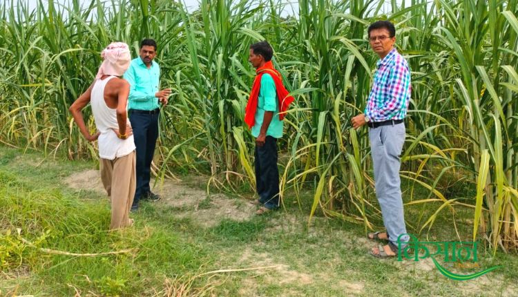 गन्ने की फसल crop management in sugarcane