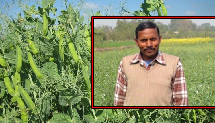 मटर की खेती vegetable pea farming