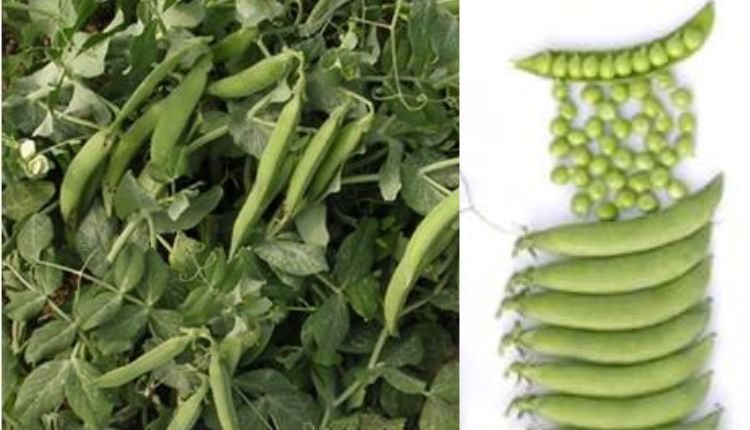 Green Peas